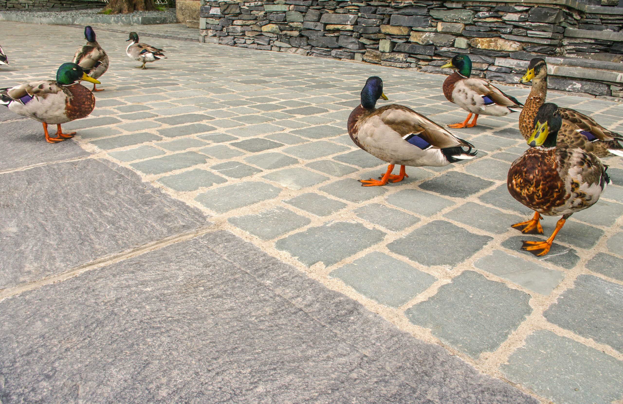Burlington | Westmorland Green - Image 2